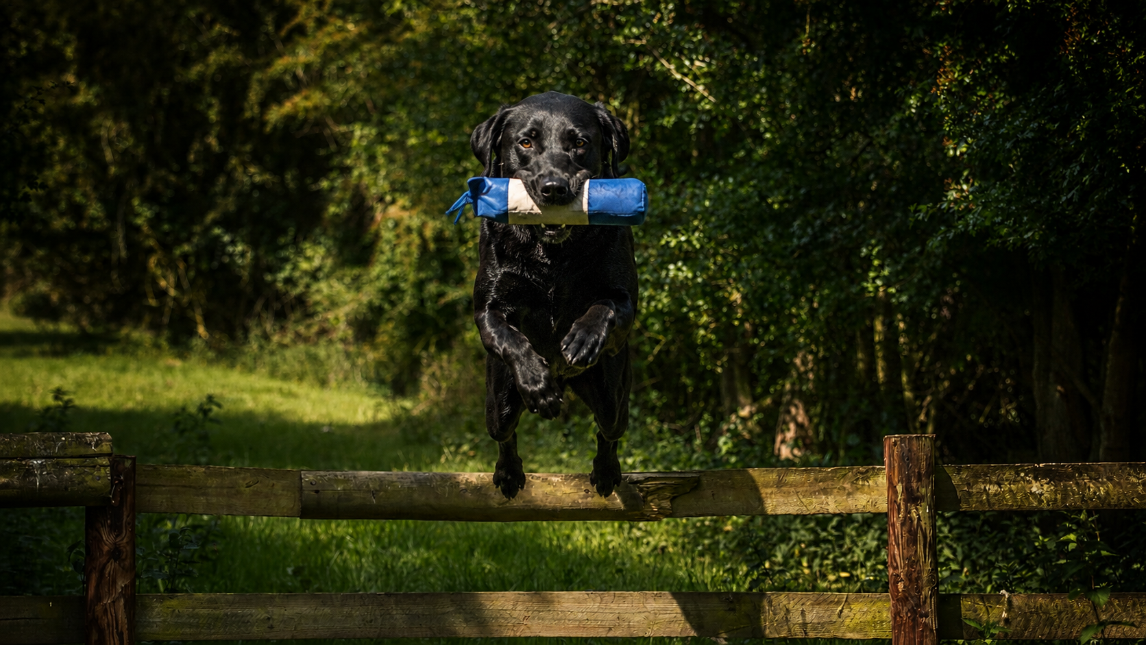 Black Labrador leaping a fence with a training dummy